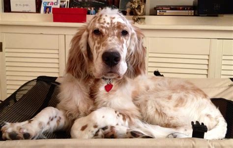 english setter puppy  aloof cute puppies dogs  puppies adorable dogs english setter