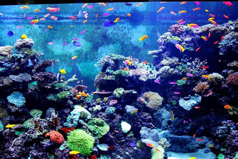 colorful aquarium  stock photo public domain pictures
