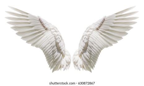 wings images stock  vectors shutterstock