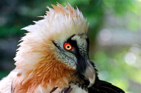 absurd creature   week  magnificent bearded vulture  eats