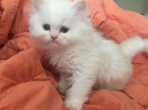 persian cats  sale jackson ms  petzlover persian cat doll face himalayan persian