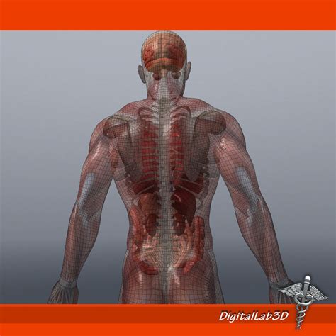 Human Male Anatomy 3d Model Max Obj Fbx C4d Lwo Lw Lws Ma