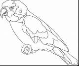 Parrot Coloring Amazon Outline Pages Fabulous Designlooter Drawing Getdrawings Online 1203 29kb sketch template