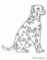 Colorear Dalmatien Chihuahua Dalmata Chien Hellokids Perro Coloriages Cachorro Endormi Archivioclerici Dalmatian Dobermann Bulldog Francés sketch template