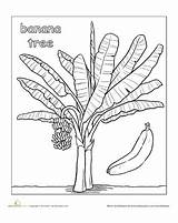 Plátano Platano Worksheet Acrílico Bananas Selva Tropicales árbol sketch template