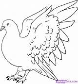 Pigeon Draw Step Simple Drawing Bird Birds Color Dragoart sketch template