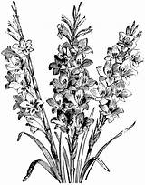 Gladiolus Larkspur Clipart Drawing Flowers Etc Gladioli Drawings Coloring Flower Usf Edu Plant Hybrids Pages Cliparts Designlooter Tattoo Yellow Delphinium sketch template