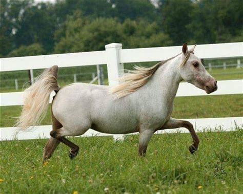 silver buckskin mini mare  sale miniature horse mini pony horses