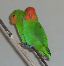 parrot  red headed lovebird released parrot vm