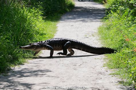 gator eats  gator  lakeland wtspcom