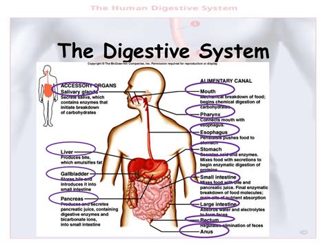 Digestive System Class 9 Icse Education World