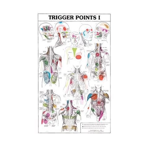 trigger point poster set of 2 opc health