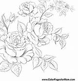 Coloring Pages Realistic Flower Rose Detailed Color Power Jasmine Printable Flowers Colouring Getcolorings Getdrawings Beautiful Drawing Colo Colorings sketch template