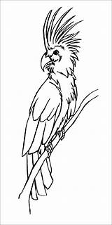 Coloring Cockatoo Palm Pages Cockatoos Coloringbay sketch template