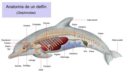 los delfines evolución y anatomía