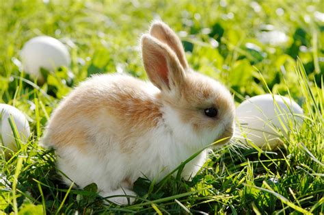 cutest easter bunnies  image  abc news