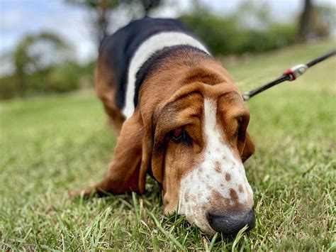 basset hound dog breed information characteristics daily paws