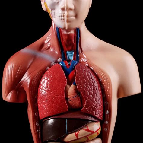 torso anatomy human torso model life size torso model anatomical