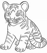 Tigre Colorir Desenhos Poplembrancinhas sketch template