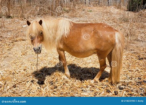 brown pony stock photo image  nature domestic rural