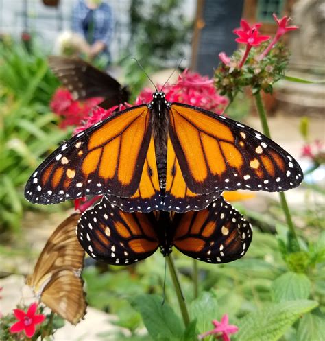 thursday december  monarch butterflies facts  fate