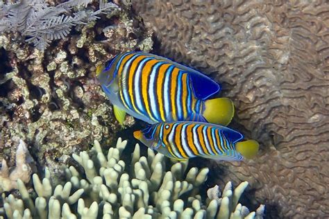 pygoplites diacanthus regal angelfish snorkeling report