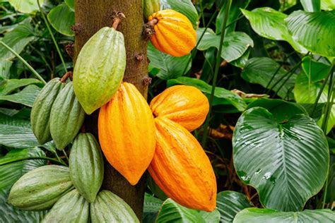 cocoa tree seeds  planting  wet cocoa seeds rare etsy