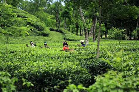 tea garden  bangladesh cityscape photography hill station floating
