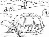 Turtle Coloring Pages Desert sketch template