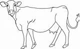 Cow Coloring Clip Line Sweetclipart sketch template