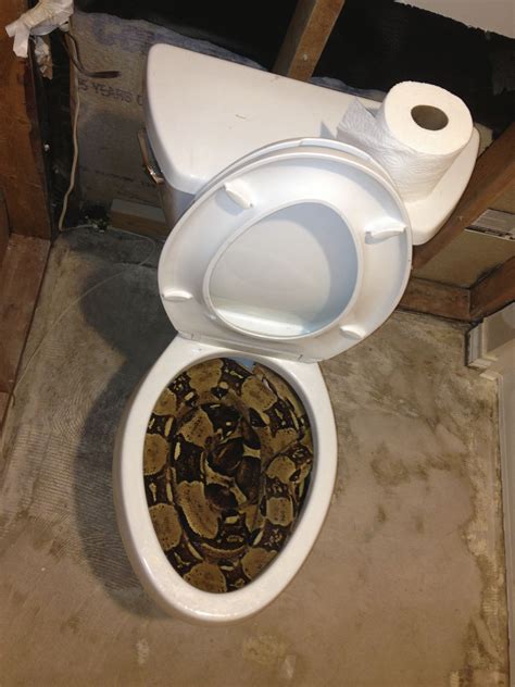 snake   toilet  post rpics oddlysatisfying