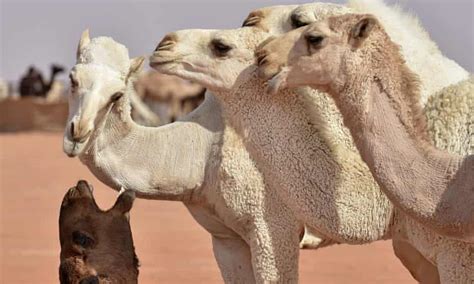 saudi camel beauty pageant dozens of camels barred for using botox
