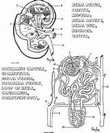 Anatomy Coloring Science Reproductive Male System Teaching Physiology Biology Information Human Body sketch template
