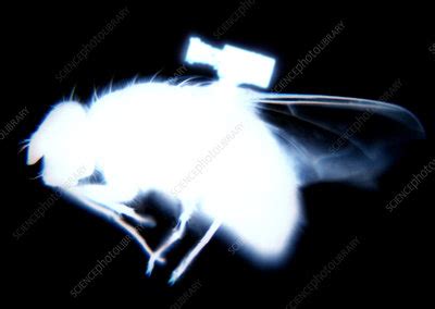 fly  video camera stock image  science photo library