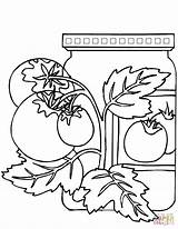 Tomate Colorir Colorironline Marmellata Barattolo Legumes Vidro Tomates Imprimir Vasetto Pomodori Asd sketch template