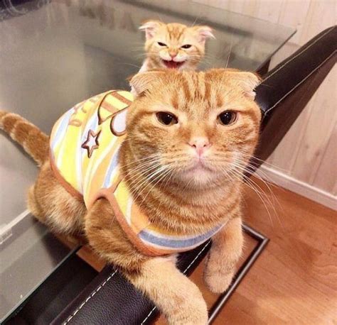 21 of the best orange tabby cats you will see today