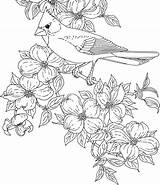 Coloring Bird Pages Cardinal Flower Birds Virginia State Flowers Printable Dogwood Sheets Adults Color Clipart Adult Drawing American Cardinals Drawings sketch template