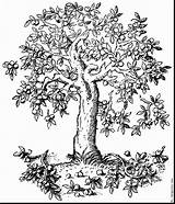 Tree Apple Drawing Pear Pyrus Malus Line Pages Fromoldbooks Healthy Fruit Coloring Clipart Getdrawings Q75 Trees Details Coaching sketch template
