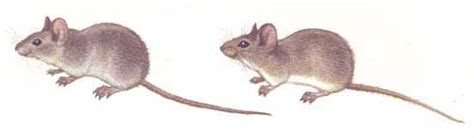 agroatlas pests mus musculus linnaeus house mouse