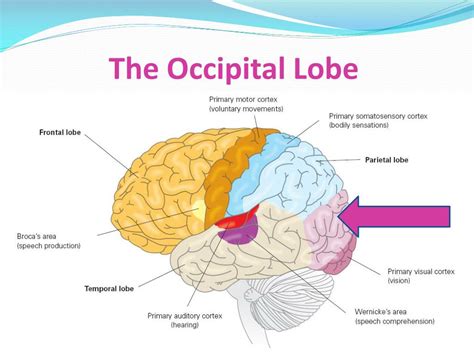 Ppt Four Lobes Of The Cerebral Cortex Powerpoint