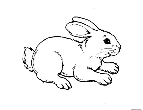 print  animal rabbit pictures colouring pages  kidsfree kids