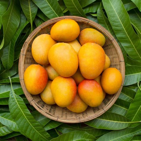 choose  perfect mango  store  icd