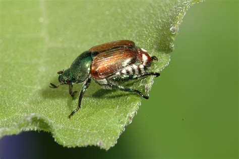 natural japanese beetle repellants   garden