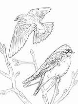 Golondrinas Realistic Realistas Bicolor Supercoloring Swallows sketch template
