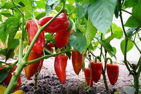 types  pepper plants  grow   garden hort zone
