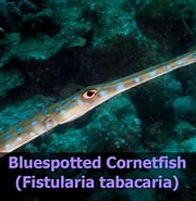 Afbeeldingsresultaten voor "fistularia Tabacaria". Grootte: 180 x 185. Bron: www.youtube.com