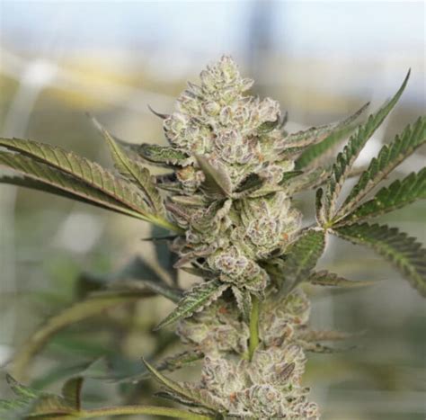 Ziplock Seeds White Tiger Supreme Seed Bank Cannabis Strains