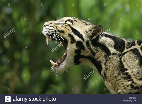 A Side View Of A Clouded Leopard With Its Mouth Wide Open