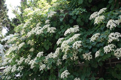 climbing vines thatll beautify  garden natalie linda