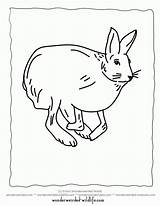 Hare Arctic Coloring Clipart Pages Library Domestic Rabbit Snowshoe Getcolorings Popular sketch template